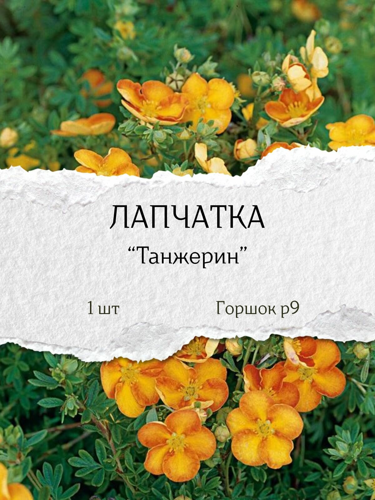 Лапчатка 