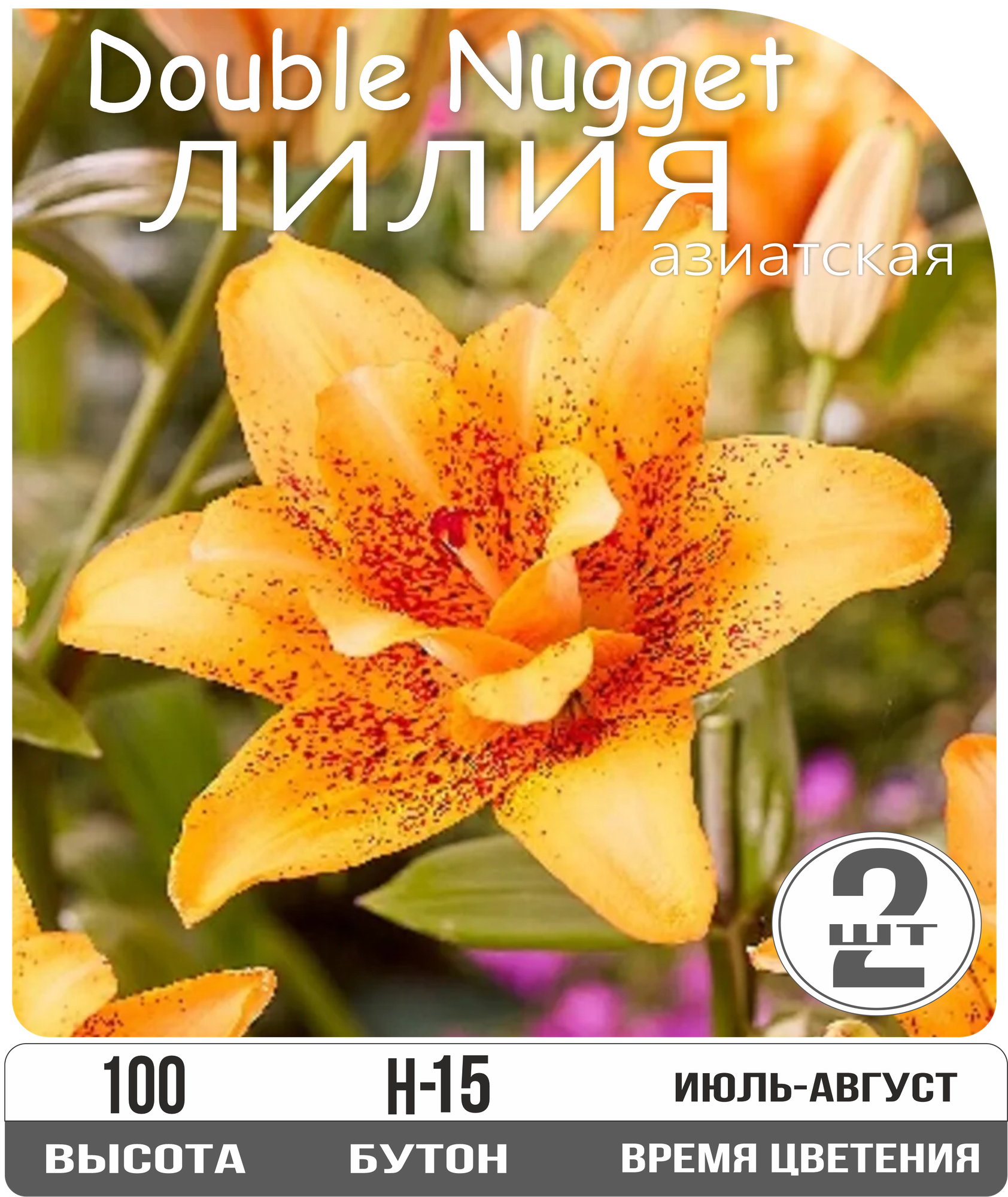 Лилия луковицы 