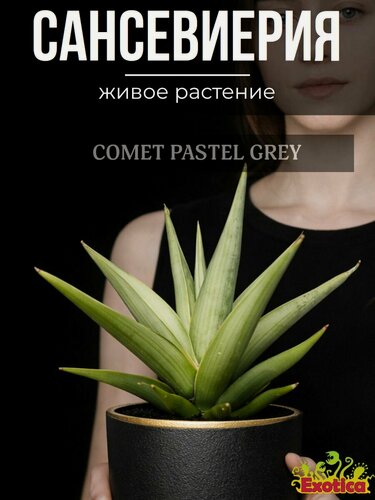 Изображение товара Сансевиерия Комета Пастель Грей (Sansevieria Comet Pastel Grey) D7,5см, живой цветок