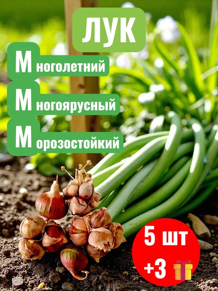 Семена лука многоярусного 