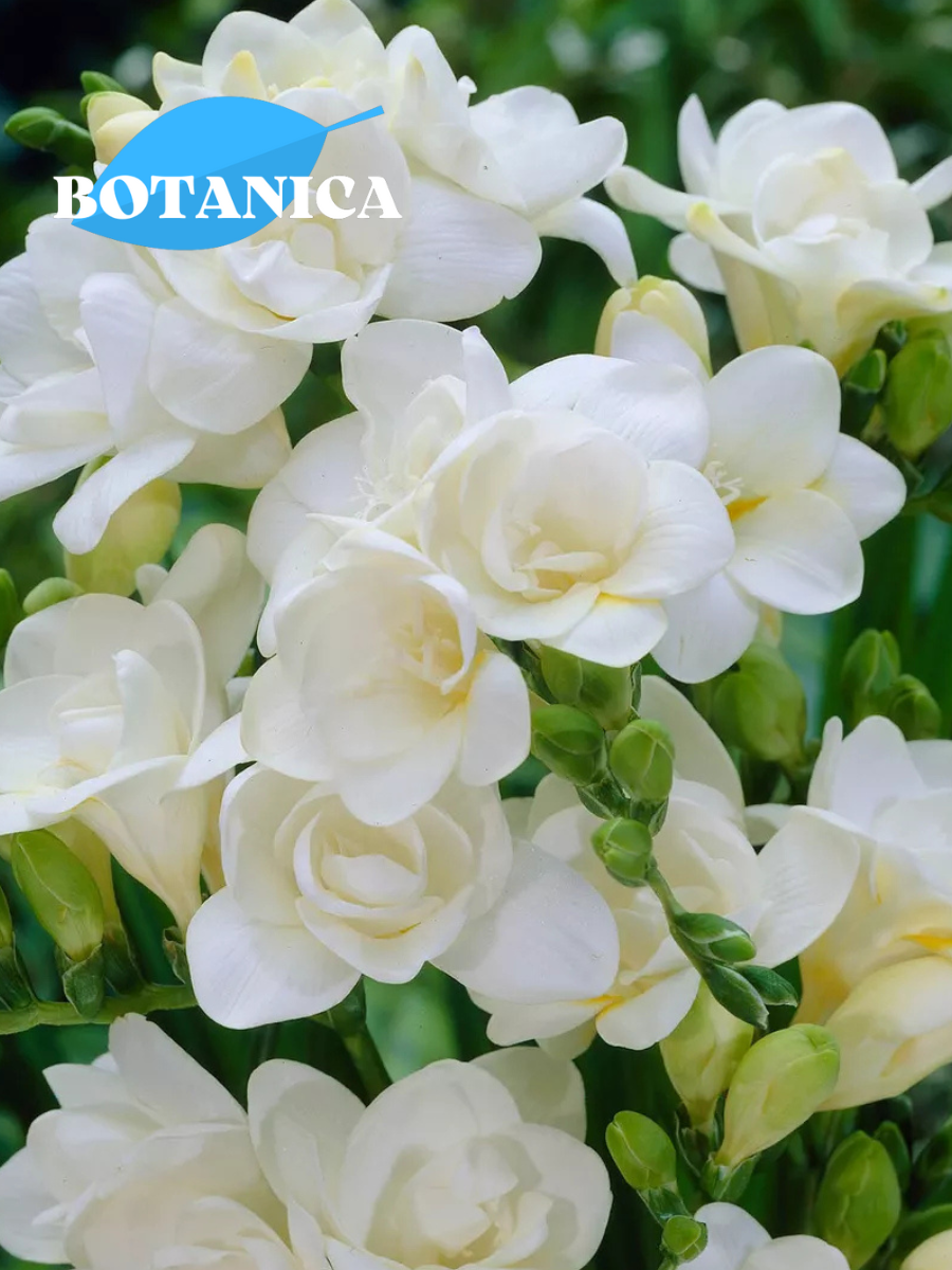 Луковицы цветов  botanica garden  фрезия дабл вайт    10 штук  