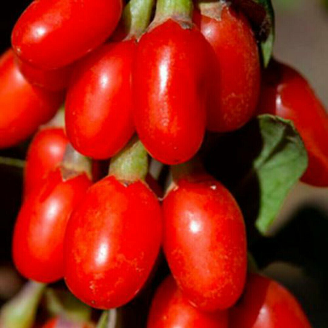 Годжи Нью Биг годжи морозостойкий раннеспелый сорт красный