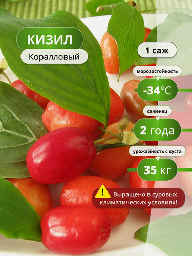 Изображение товара Кизил "Коралловый", многолетник, морозостойкость, до 7 г, 1 шт.
