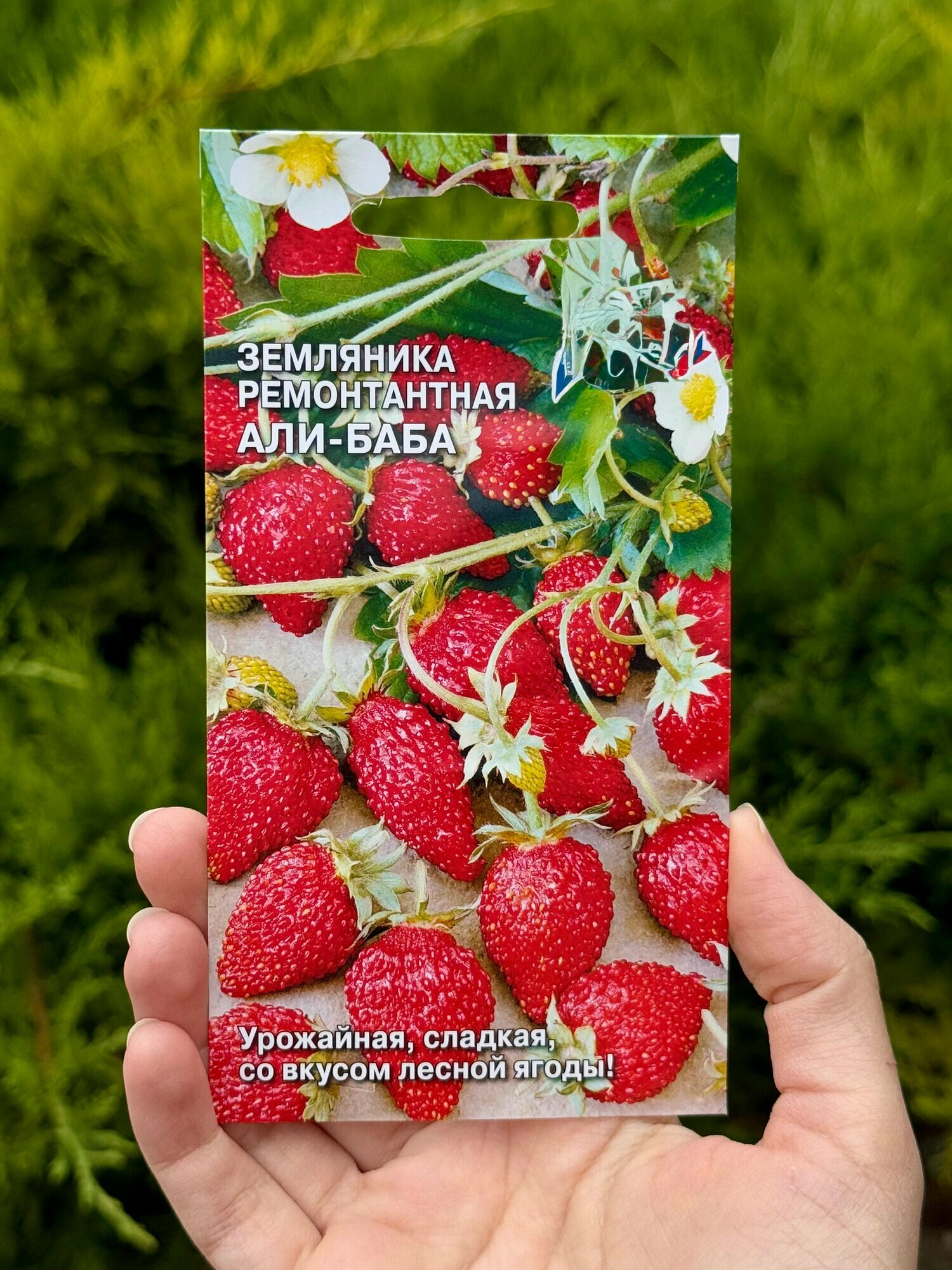 Семена земляника балконная (ремонтантная)/ семена земляники али баба