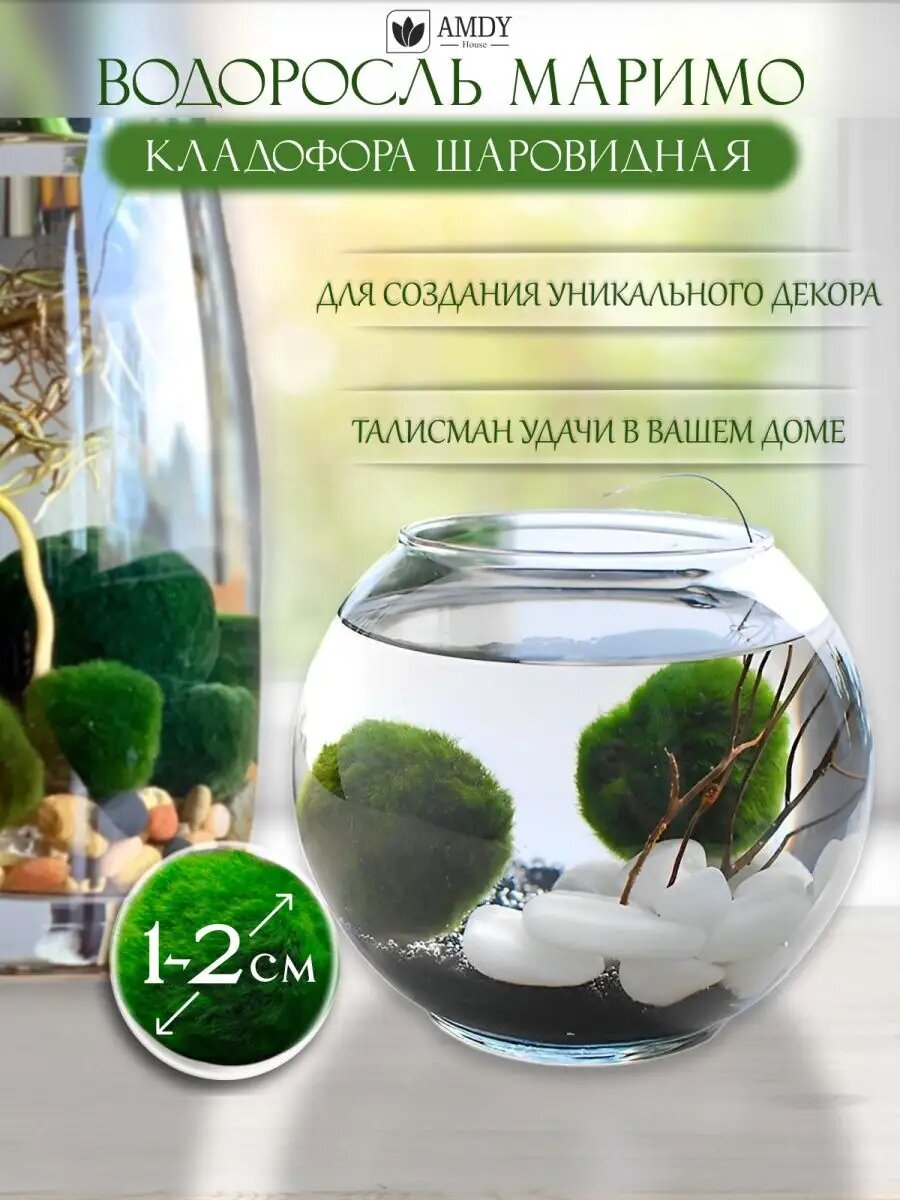 Водоросль Маримо, Японский мох, Кладофора, неприхотливый питомец (1-2 см)