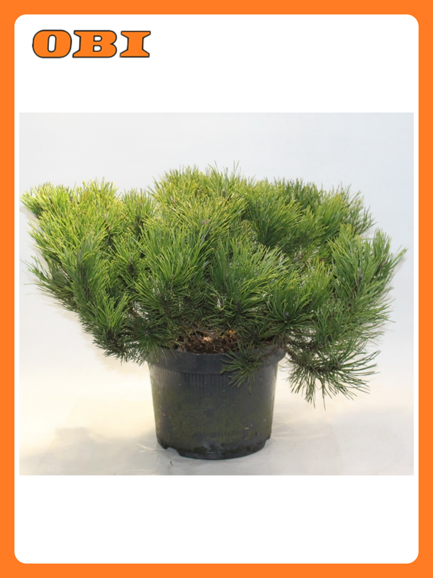 Сосна горная Мугус 881451 морозостойкая высота 50см диаметр кроны 100см