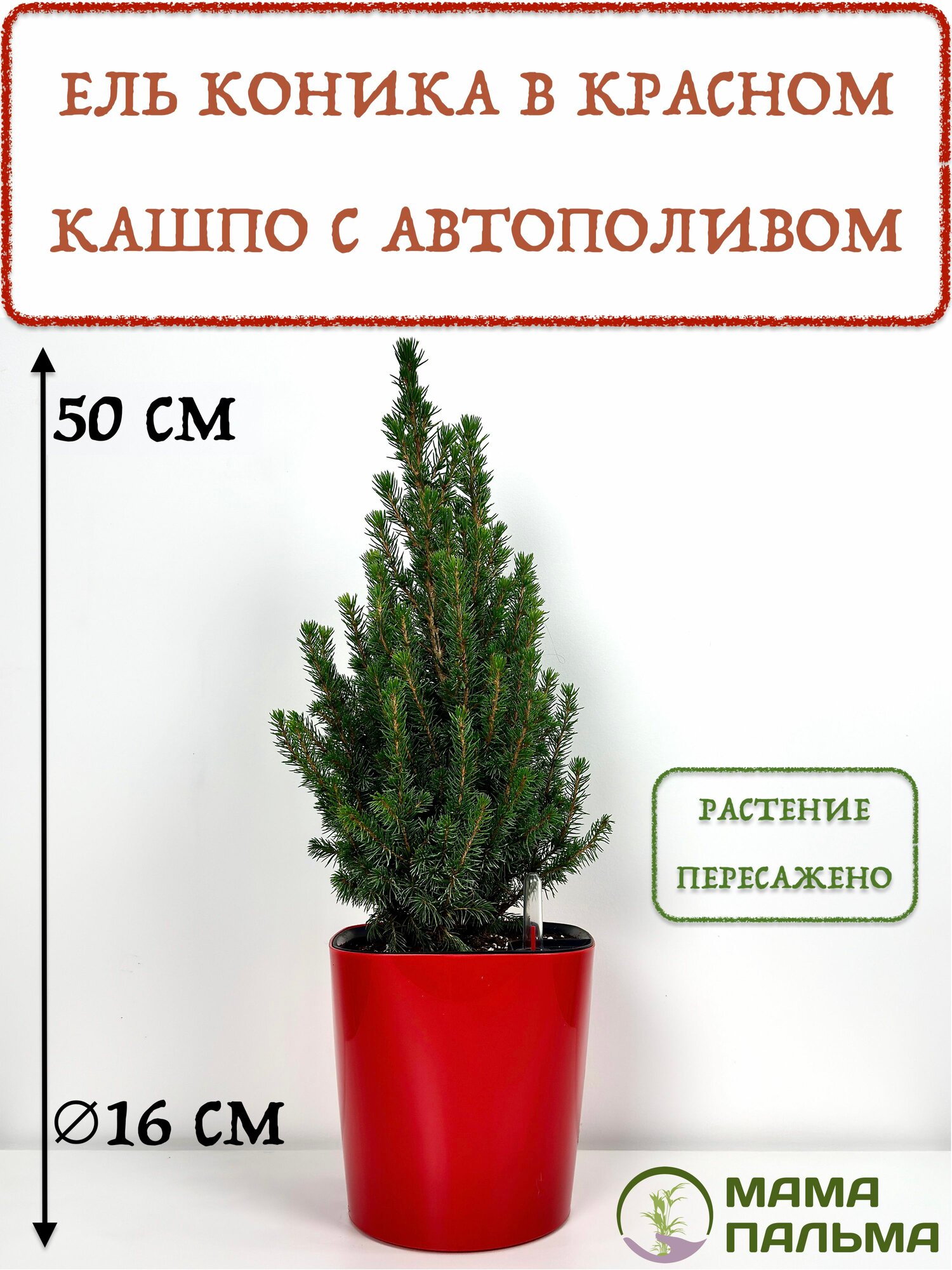 Ель живая Коника в кашпо с автополивом высота 50 см красное D16