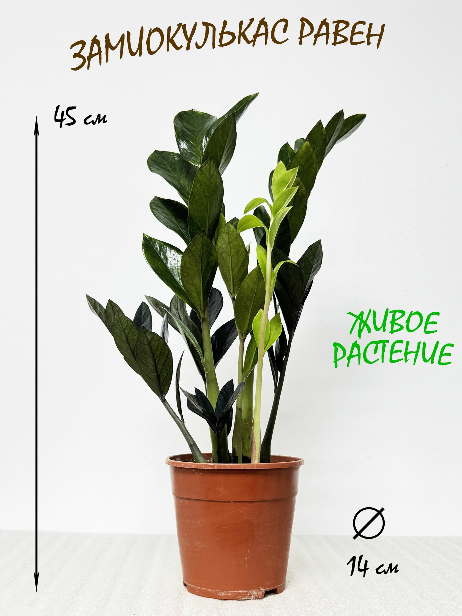 Замиокулькас Равен высота 45-50см