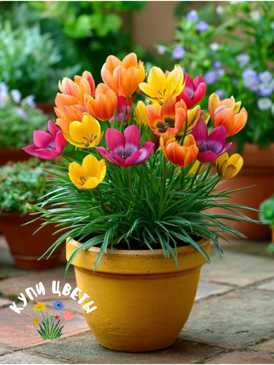 Луковицы цветов купи цветы Тюльпаны Ботанические MIX (10 луковиц)