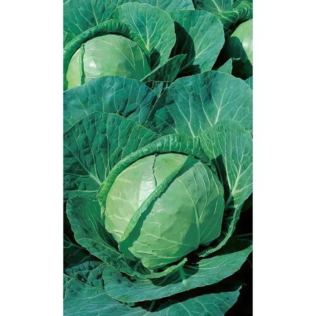 Семена капусты белокочанной 'Зимовка 1474' 05гр высокоурожайный сорт для хранения