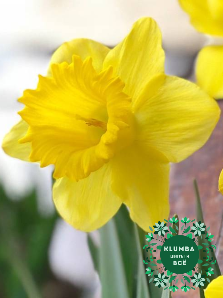 Луковицы цветов Клумба Нарцисс GOLD MEDAL ( 3 штуки ) желтый