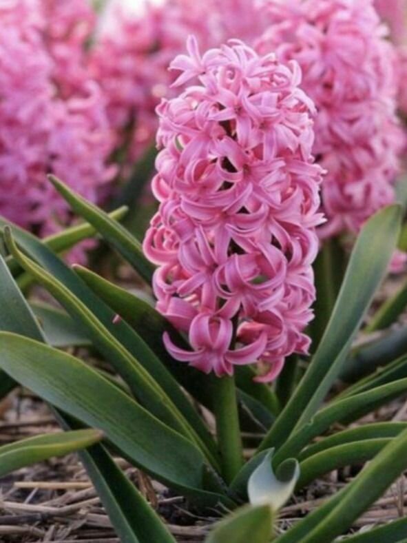 Гиацинт Пинк Перл - Hyacinthus Pink Pearl (крупные луковицы для посадки 3 шт) / для дачи сада дома и балкона
