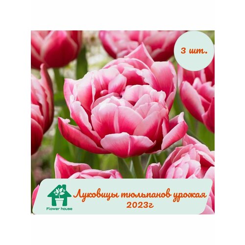 Луковицы тюльпанов Колумбус (Columbus) 3 шт. фракция 12/+