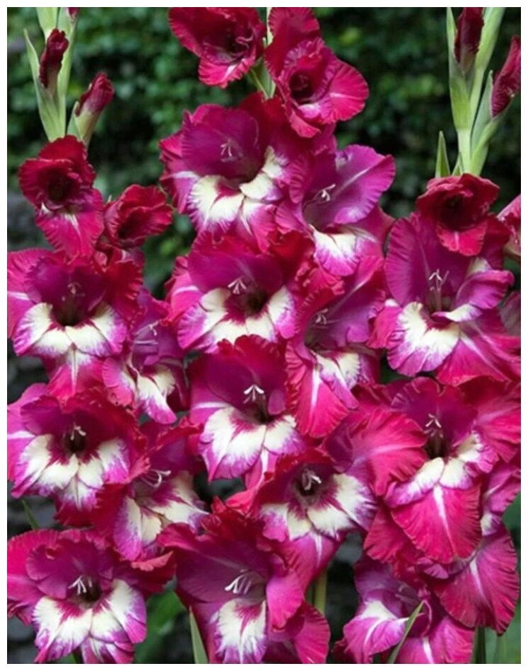 Луковицы гладиолуса крупноцветкового Джо Джо 3 шт - фотография № 1