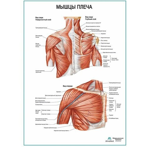 Мышцы плеча плакат глянцевая фотобумага от 200 г/кв. м, размер A2+