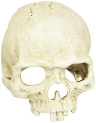 Декорация для террариума, череп LUCKY REPTILE "Skull Monkey", 15х12х11см (Германия)