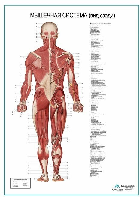 Мышечная система человека, вид сзади. Плакат, глянцевая фотобумага от 200 г/кв. м, размер A2+