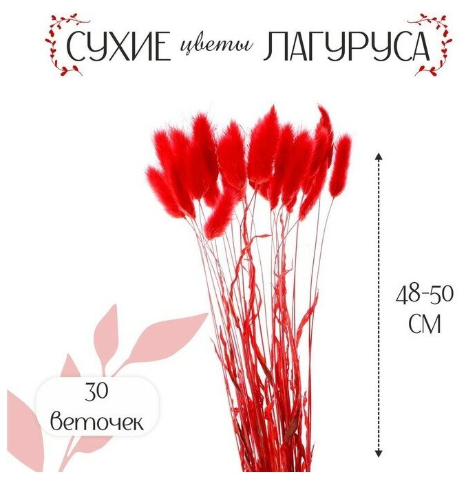 Сухие цветы лагуруса, набор 30 шт, цвет красный