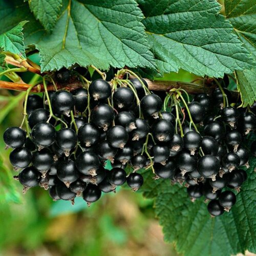 Изображение товара Смородина черная Титания, 1 шт, смородины, морозостойкий многолетник