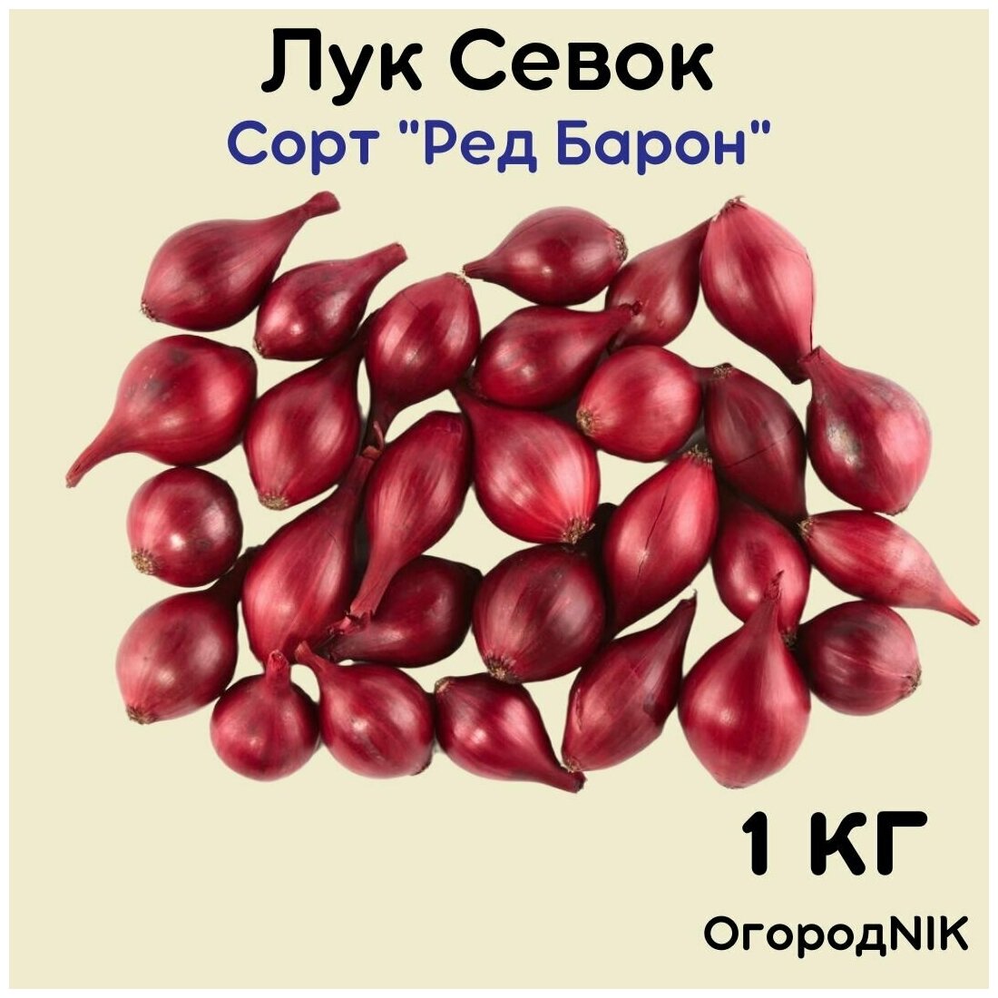 Лук Севок сорт "Ред Барон"