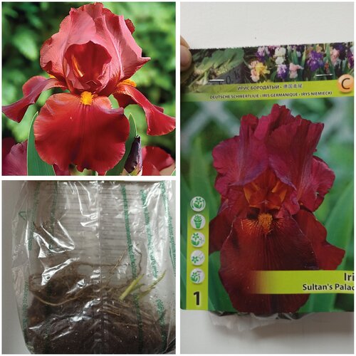 Ирис германский Sultan's Palace, Саженцы, С1 (1 литр), ЗКС - Цветы многолетние