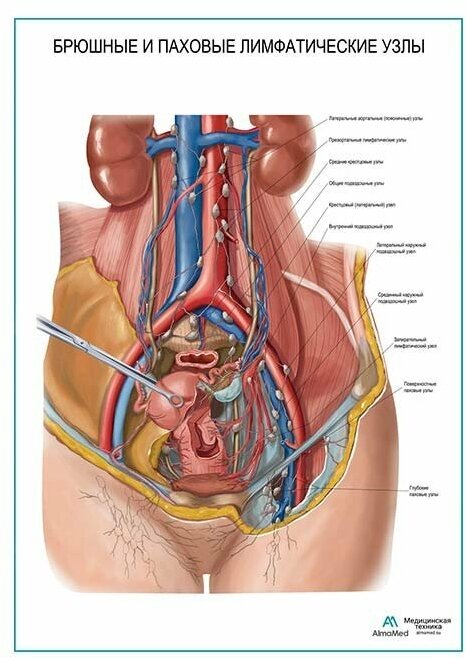 Брюшные и паховые лимфатические узлы плакат, глянцевая фотобумага от 200 г/кв. м, размер A1+