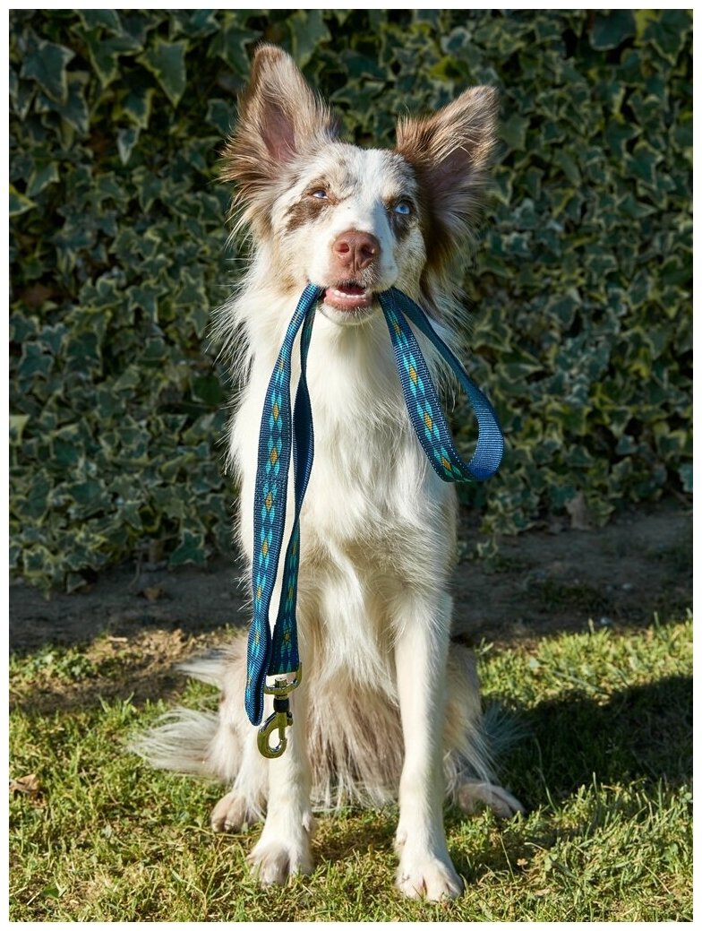 Поводок для собак Japan Premium Pet из особо прочного нейлона с механизмом защиты от срыва на карабине, цвет синий, размер L