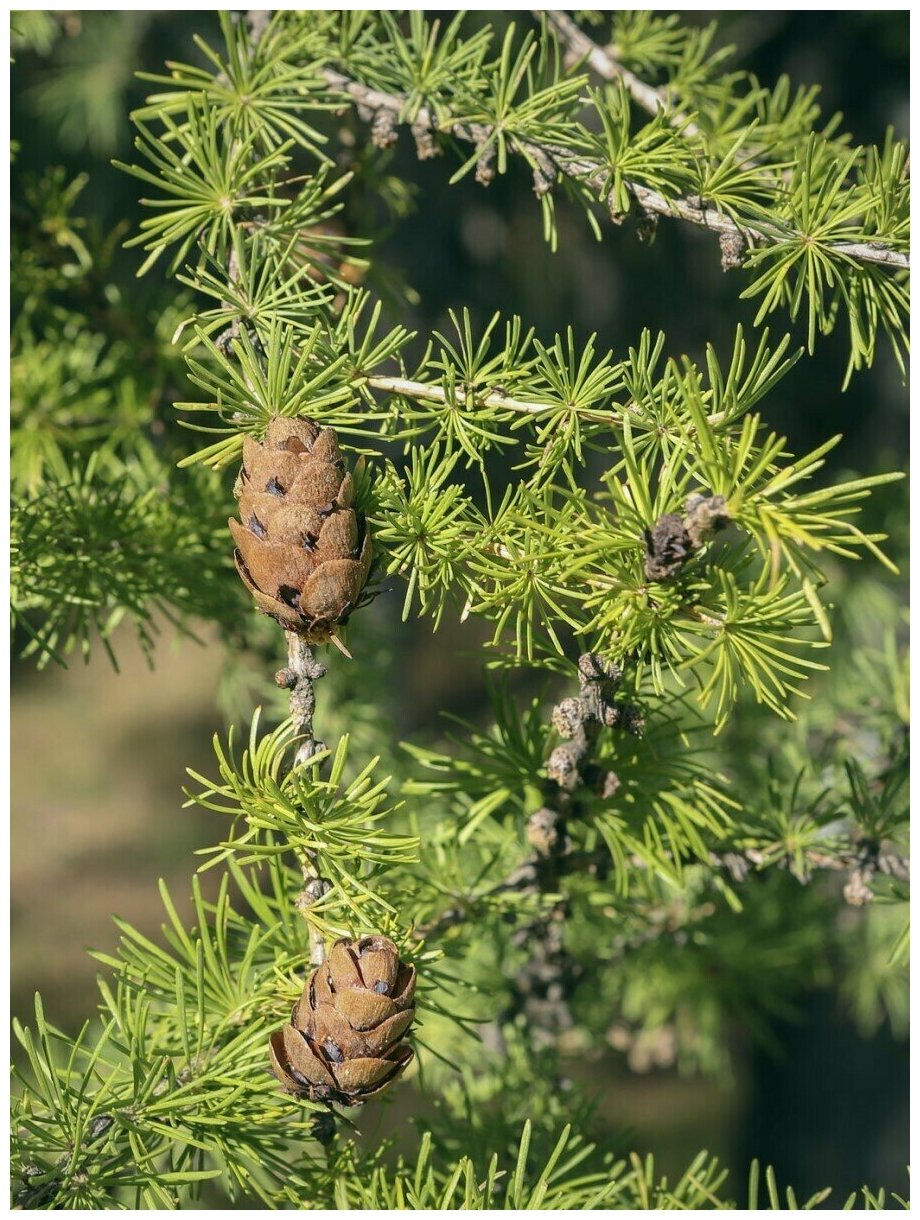 Семена Лиственница сибирская (Larix sibirica) 150 штук