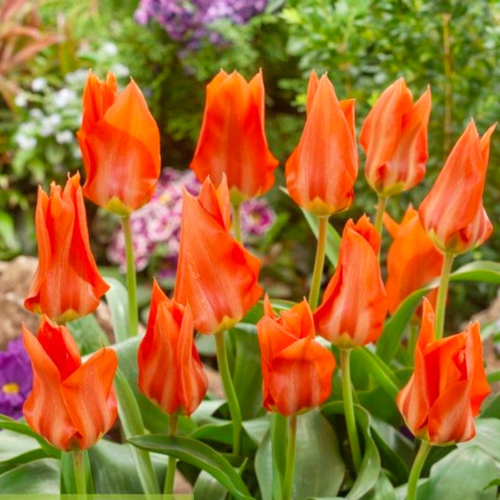 Луковицы цветов, wow flowers, тюльпан парк тайгер ( 3 штуки )