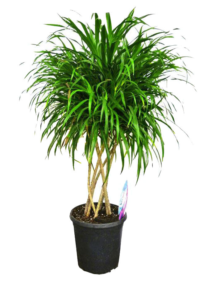 Драцена Рефлекса Анита - Dracaena Reflexa Anita D30 H80