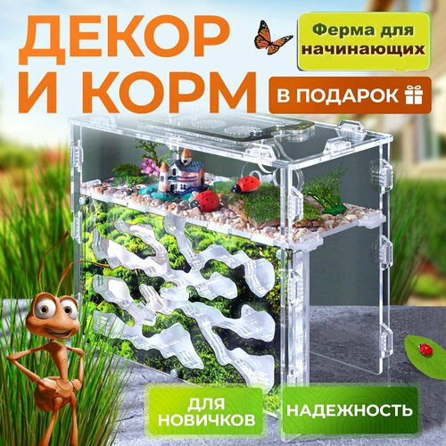 Муравьиная ферма Горный мох ВСЕ включено декоркорм в подарок 2049₽