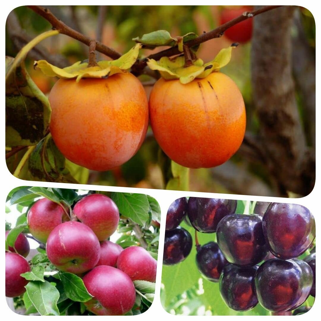 Набор из 3-х сортов саженцев хурмы черешни яблони 