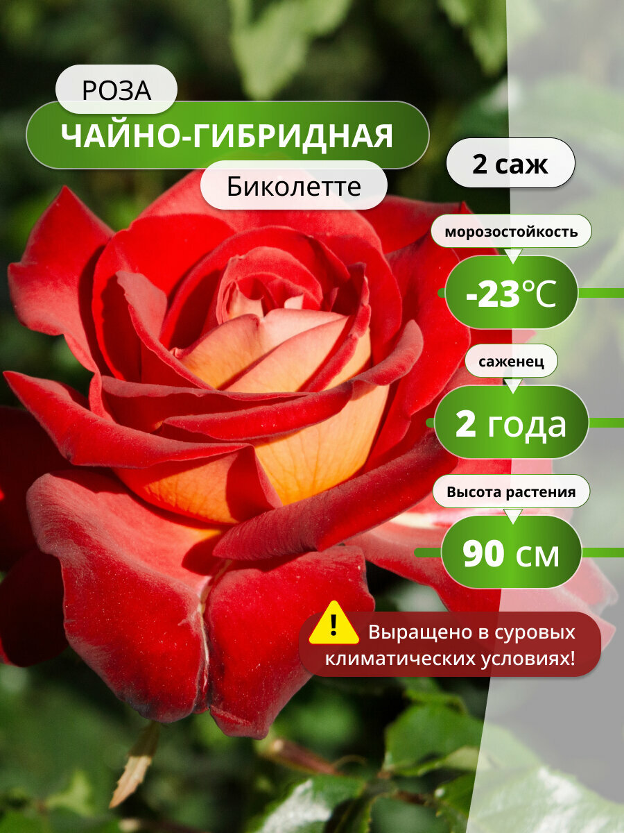 Роза чайно-гибридная 