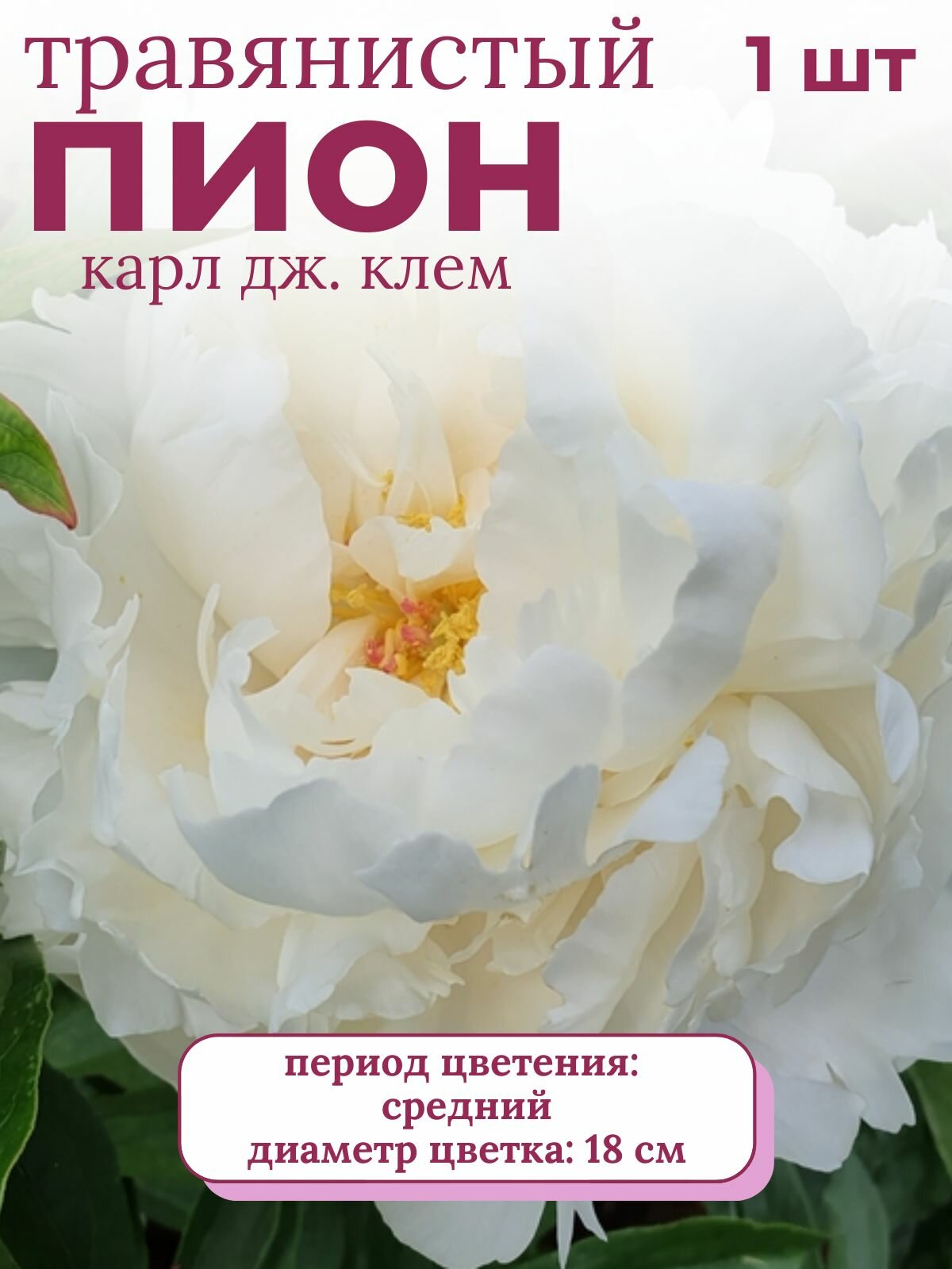 Пион травянистый многолетние цветы 1 шт