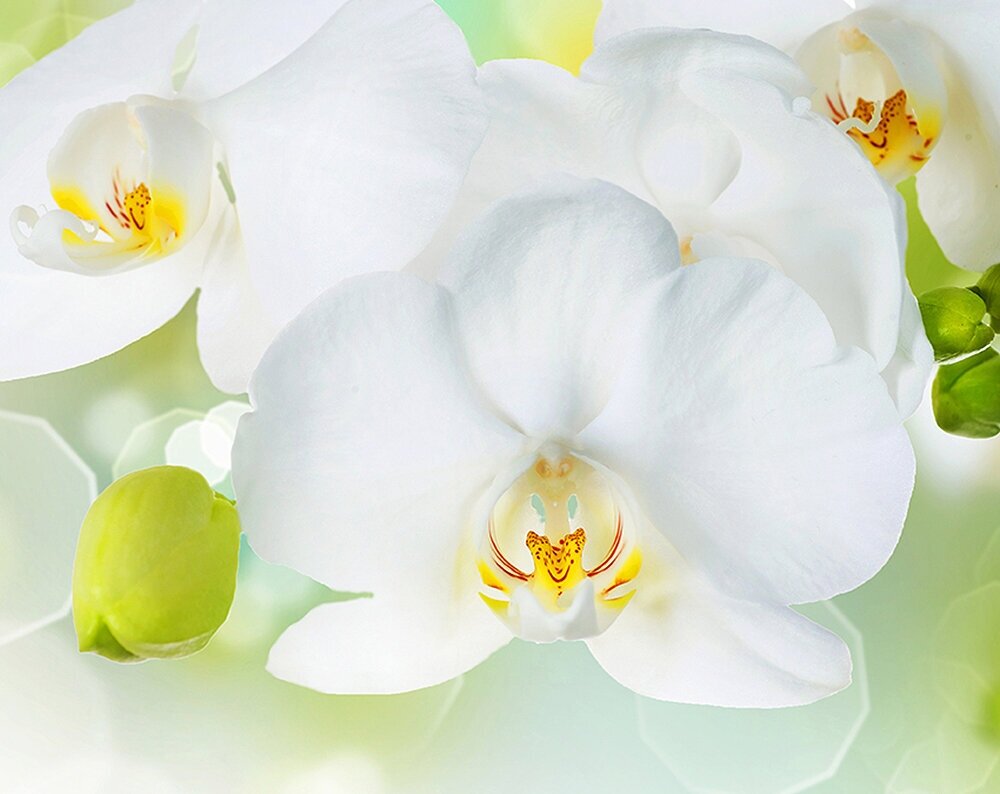 Фотообои Divino Decor Белая орхидея C-379 300х238 см