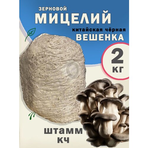Мицелий вешенки зерновой, семена грибов (штамм КЧ / Китайский чёрный) - 2 кг.