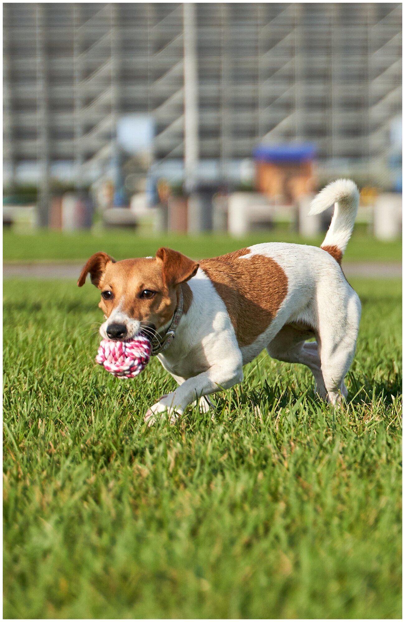 Игрушка для собак плетёный мяч Japan Premium Pet с интригующим ароматом и функцией чистки зубов, вкус клубника, размер SS - фотография № 3