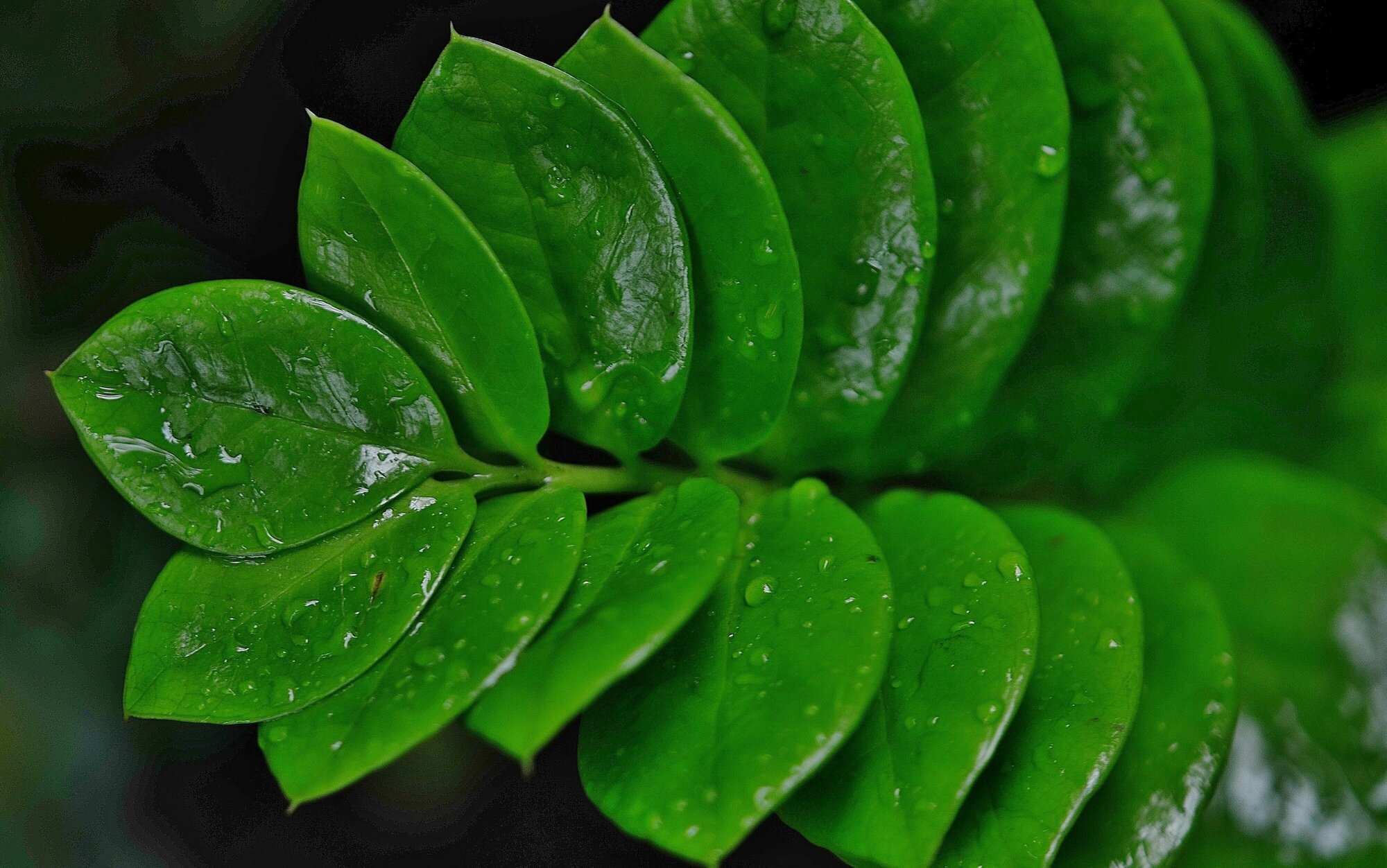 Микроудобрение "Микро-Fe" от пожелтения листьев 2 шт по 5 г. Для комнатных и садовых растений, для формирования пышной зеленой массы, против хлороза - фотография № 3