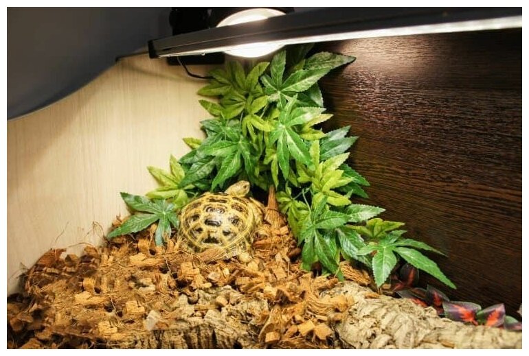 Террариум Биодизайн Turt-House Terra 70 напольный для сухопутных черепах интегрированный с подставкой беленый дуб/венге (1 шт) - фотография № 5