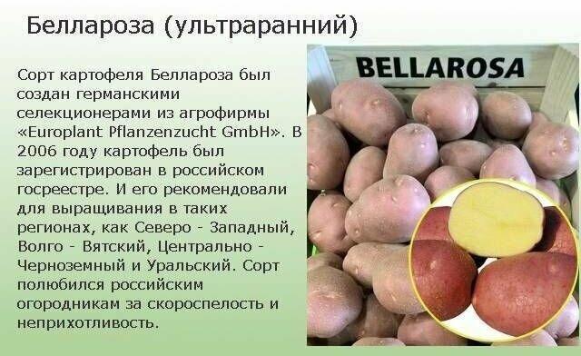 Картофель семенной Беллароза 5кг - фотография № 5