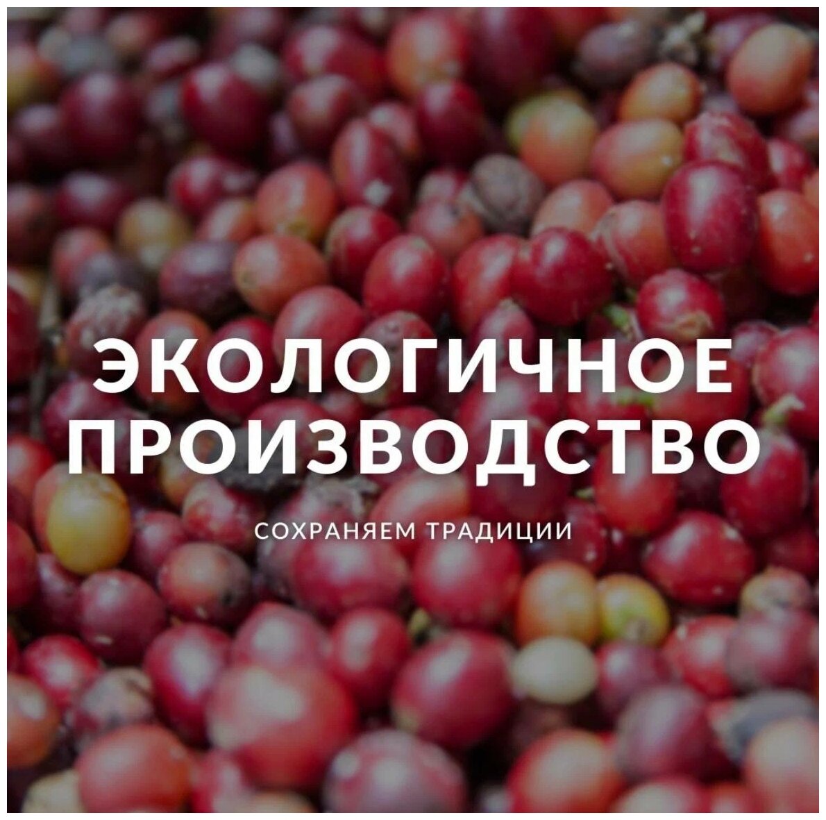 Кофе в зёрнах 900 грамм, Speciality Coffee (спешилити) Коста Рика, El Gusto San Ramon - фотография № 5