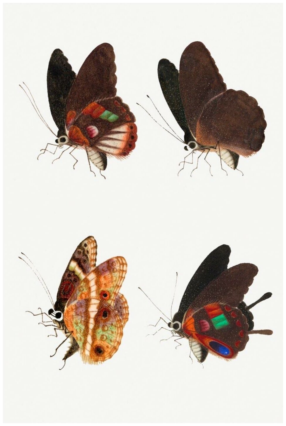 Постер / Плакат / Картина Бабочки - Волшебные бабочки 40х50 см в раме