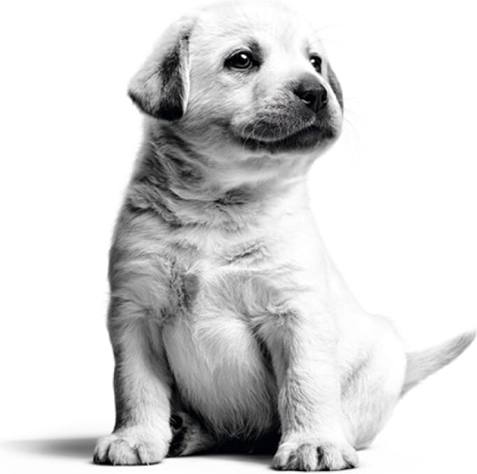 ROYAL CANIN LABRADOR RETRIEVER PUPPY для щенков лабрадор ретривер (12 кг) - фотография № 13