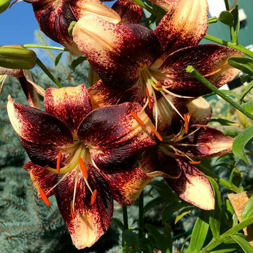 Лилия Чоколат Ивент (Азиатская танго), 1 упаковка (2 луковицы)