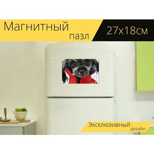 Магнитный пазл Собака, миниатюрный пудель, пудель на холодильник 27 x 18 см. магнитный пазл собака пудель миниатюрный пудель на холодильник 27 x 18 см