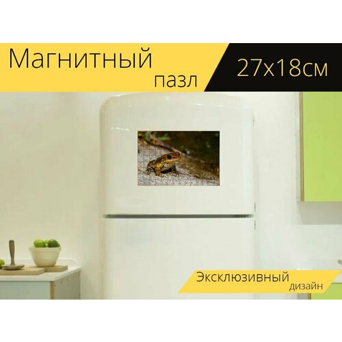 Магнитный пазл Лягушка, амфибия на холодильник 27 x 18 см. магнитный пазл лягушка мраморная рид лягушка амфибия на холодильник 27 x 18 см