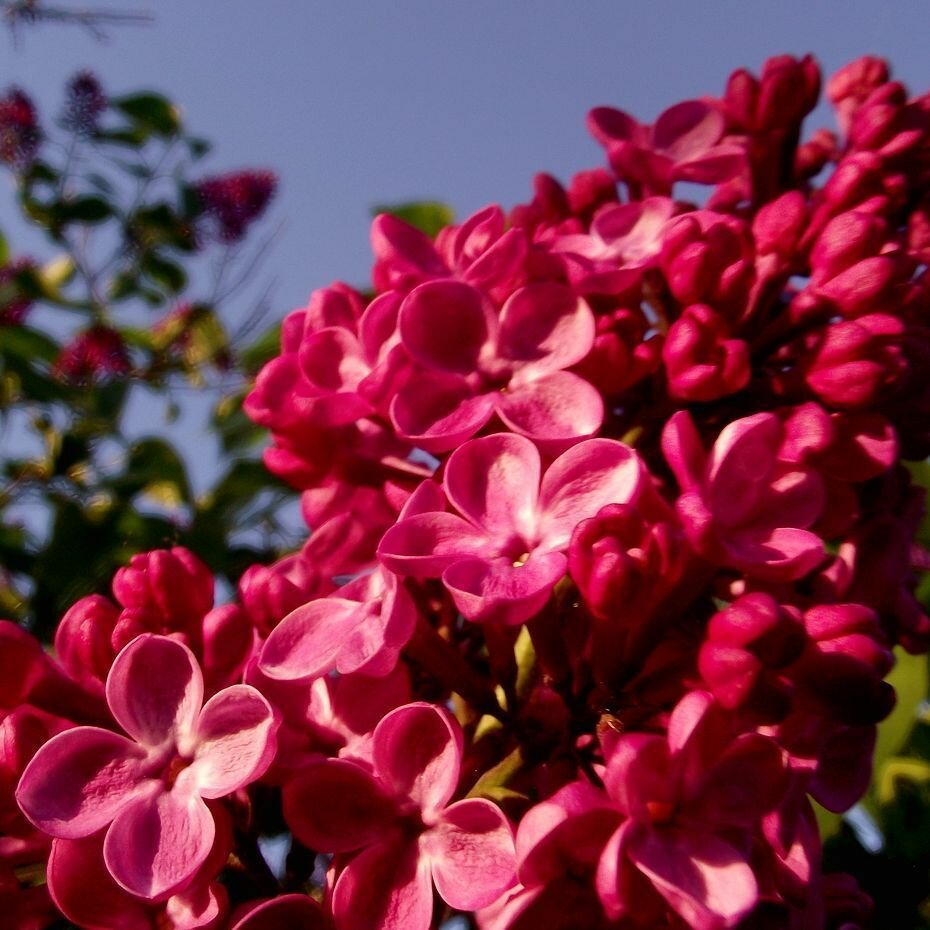 Сирень Красная Москва в горшке Р9