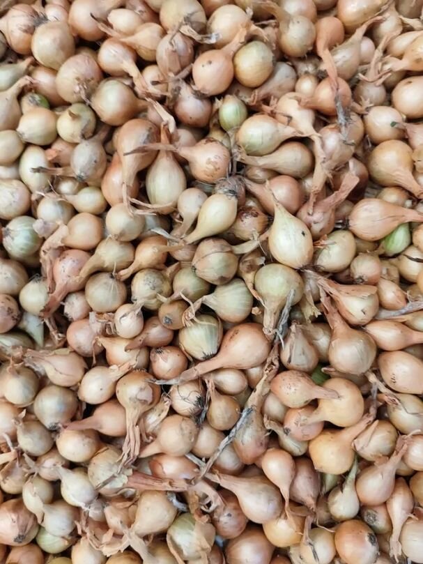 Лук севок Штутгартер Ризен 1кг