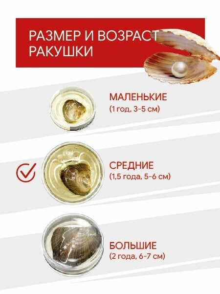 Натуральный Жемчуг в ракушке / В банке — фото 1