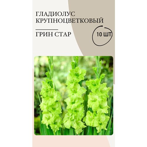 Гладиолус крупноцветковый Грин Стар, луковицы многолетних цветов